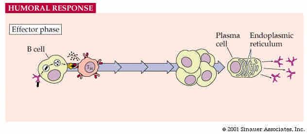 6. Cytokines activate B cell proliferation 8. B cells proliferate and differentiate 5.