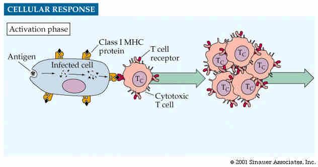 1. A viral protein made in an infected cell, or a cellular protein, is degraded to fragments and picked up by a class I MHC protein 2.
