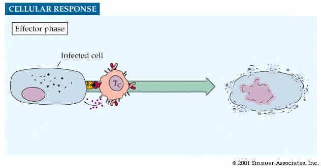 5. The T cell releases perforin, which lyses the infected cell. 4.