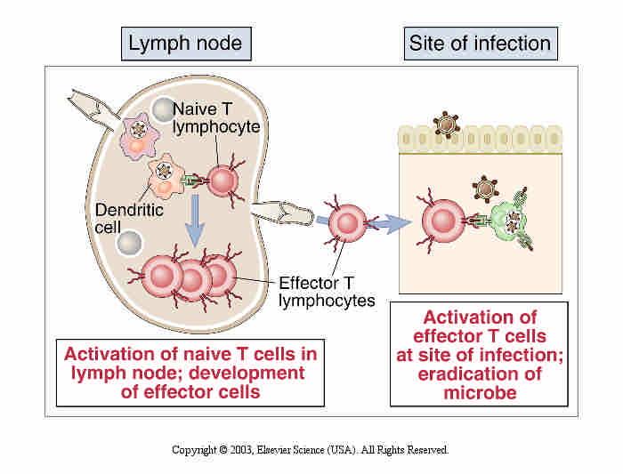 Activation of naive and effector T cells by antigen. Antigens that are transported by dendritic cells to lymph nodes are recognized by naive T lymphocytes that recirculate through these lymph nodes.