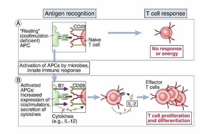 Functions of costimulators in T cell activation. The resting antigen-presenting cell (APC) expresses few or no costimulators and fails to activate naive T cells (A).
