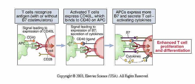 Role of CD40 in T cell activation. Antigen recognition by T cells induces the expression of CD40 ligand (CD40L).