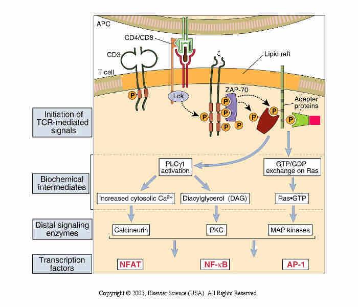 Intracellular signaling events during T cell activation.