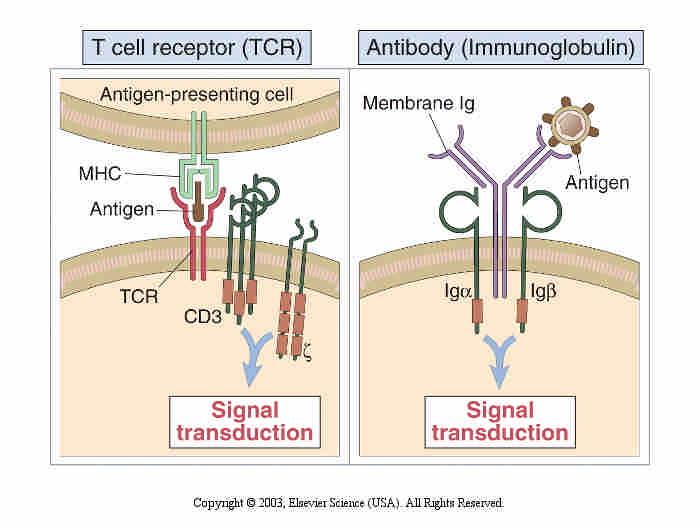 Antigen recognition and signaling functions of lymphocyte antigen receptors.