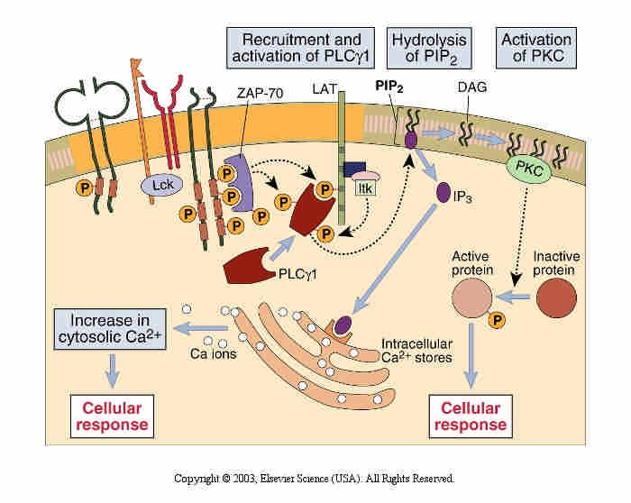 T cell signaling through membrane