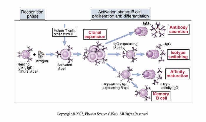 Phases of the humoral immune response.