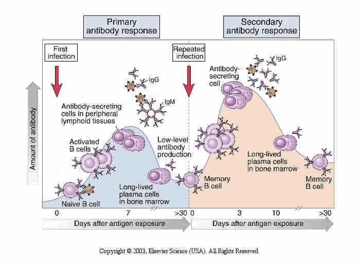 Kinetics of primary and secondary humoral immune responses.
