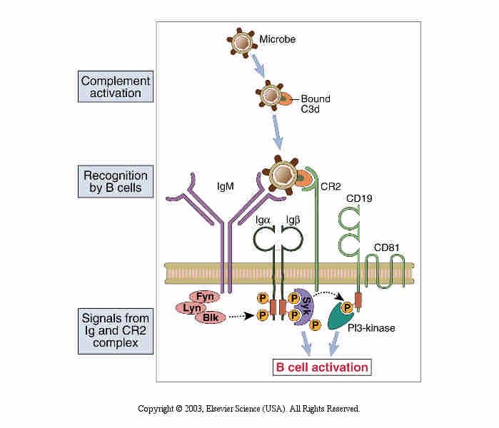 Role of complement in B cell activation. B cells express a complex of the CR2 complement receptor, CD19, and CD81.