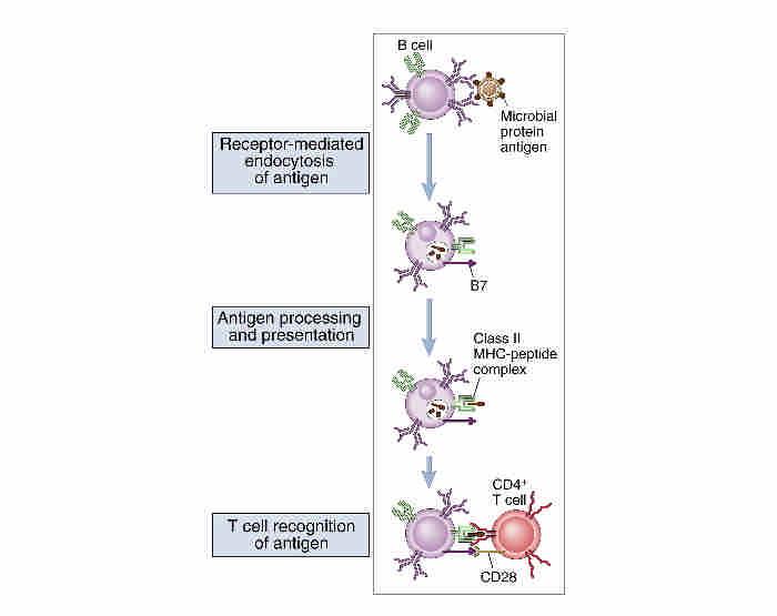 B cell antigen presentation to helper T cells. Protein antigens bound to membrane Ig are endocytosed and processed, and peptide fragments are presented in association with class II MHC molecules.