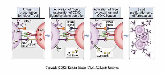 Mechanisms of helper T cell-mediated B cell activation. B cells display processed peptides derived from endocytosed protein antigens and express the costimulators B7-1 and B7-2.