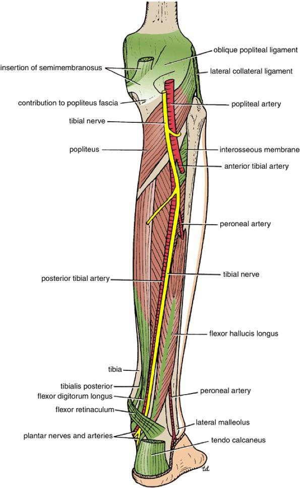 Insertion: The fibers pass downward and medially and are attached to the posterior surface of the tibia, above the soleal line.
