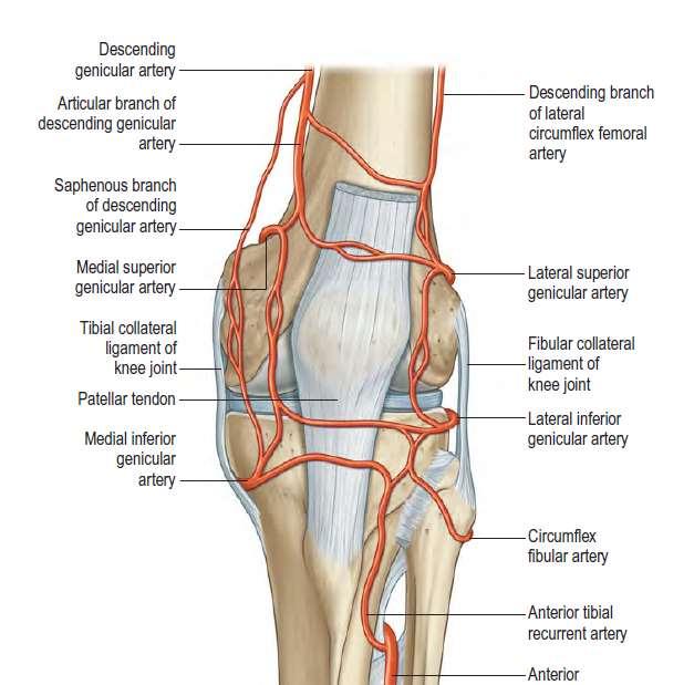 10- blood supply From the popliteal artery Branch of the