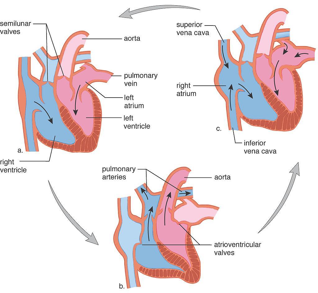 Atrial Systole The Cardiac