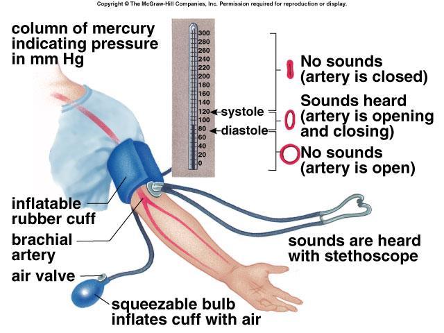 Measuring Blood Pressure Sphygmomanometer Blood Pressure- a measure of arterial pressure in the brachial artery.