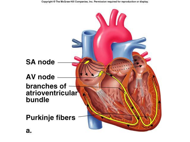 Internal Conduction System Sinoatrial node (SA, pacemaker).