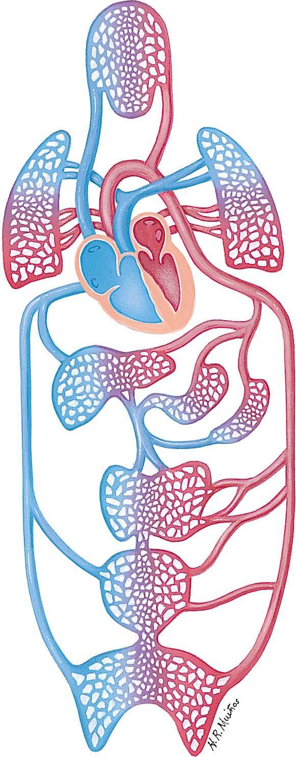 Heart Arteries Arterioles Capillaries Venules Veins