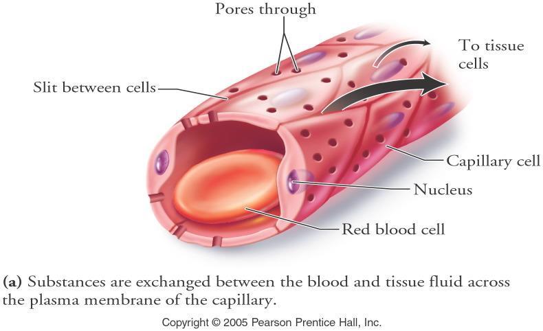 Capillaries are sites of exchange Capillaries are microscopic, narrow vessels. Substances are exchanged through the plasma membrane of the capillary.