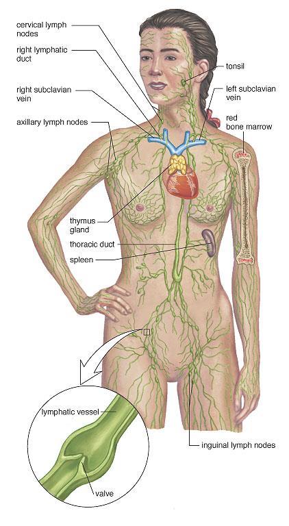 Lymphatic System Cardiovascular