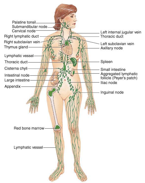 Lymphatic Components Lymphatic vessels and ducts. Lymph- fluid.