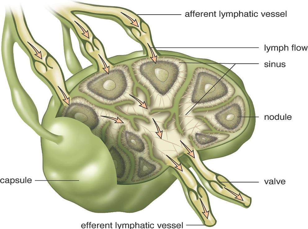 Lymph Node Anatomy Bean-shaped organ, up to 1 inch