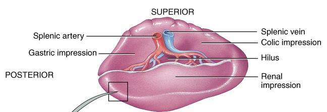 Spleen Anatomy 5 inch long organ between stomach