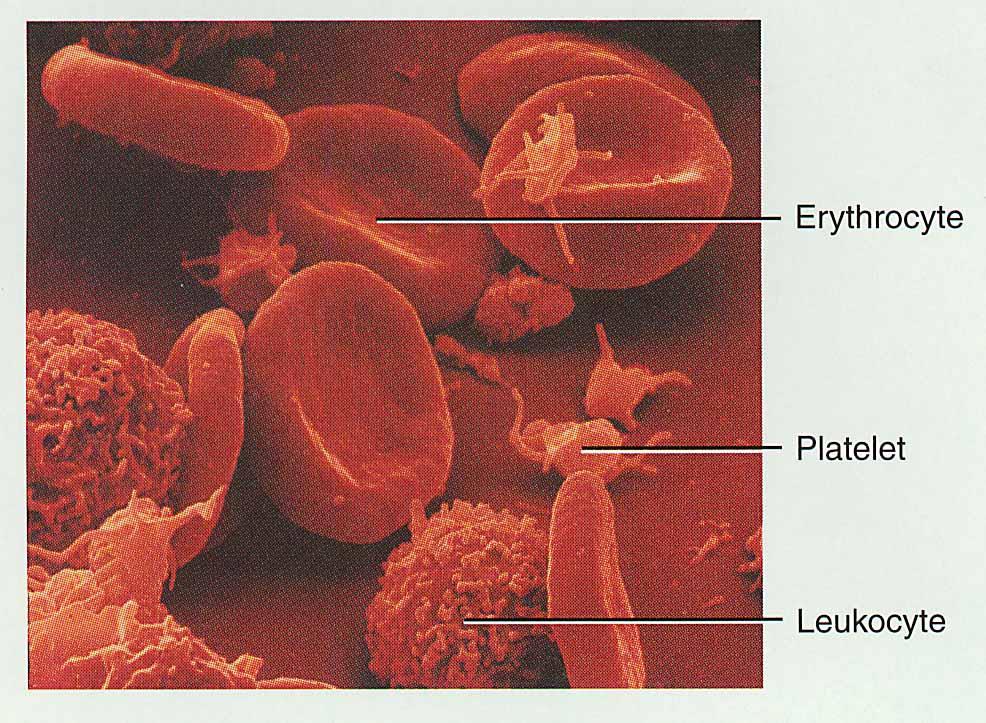 Proteins (8%). Formed Elements (45%) Erythrocytes (99%)- red blood cells.