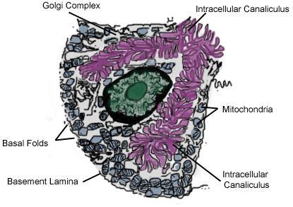 10 Gland lumen H Cells of the gastric (corpus) gland Surface epithelial cells protective role Proliferating cells