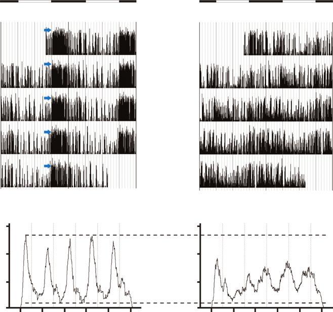 2030 K. A. Fenoglio-Simeone et al. A B Figure 2. Kcna1-null mice have disrupted rest activity rhythms.