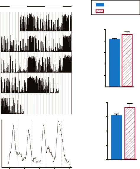 2032 K. A. Fenoglio-Simeone et al. A B Figure 5. Rest activity patterns are restored in epileptic mice fed the ketogenic diet (KD).