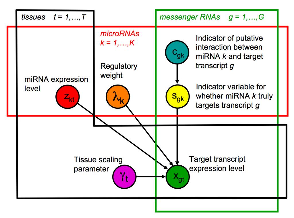 Fig. 3. Bayesian network used for finding functional mirna targets.