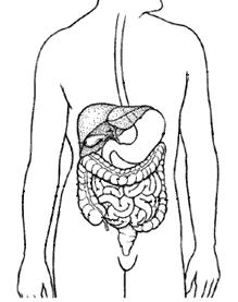 Activity On the picture below, find the small intestine, colon, and the rectum.