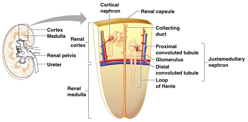 Types of Nephrons Juxtamedullary nephrons Found at the