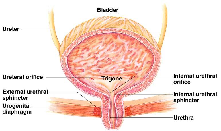 Urinary Bladder Trigone three openings Two from