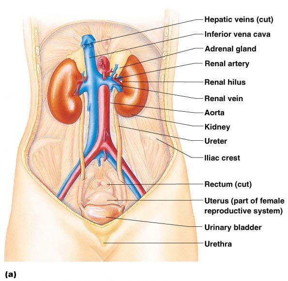 Organs of the Urinary system Kidneys