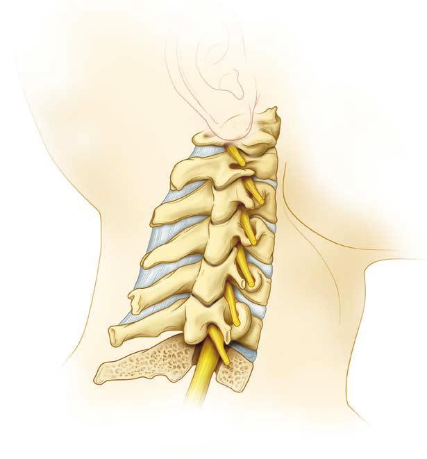 The Healthy Neck A healthy neck lets the head, shoulders, and arms move freely. Strong neck muscles help support the head and keep the spine aligned for good posture.