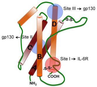55 Fig.1 The human IL-6 structure Schematic representation of the human IL-6 structure shows the four long -helices, from A to D and three connecting loops.