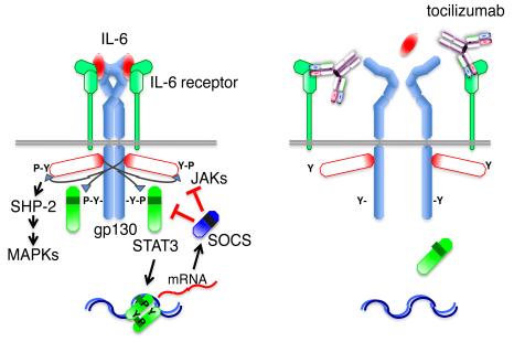 56 ï Signaling system of IL-6 Fig.3 The IL-6 receptor system The figure on the left shows the IL-6 receptor system.