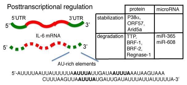 58 Fig.5 Posttranscriptional regulation of IL-6 mrna IL-6 expression is posttransciptionally regulated by several RNA binding proteins or micrornas.
