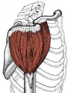 Multipennate Muscles have many tendons with oblique
