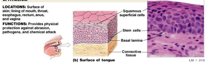 Epithelial Tissue Stratified Squamous Epithelium Keratin: a waterproof protein that is resistant to friction and helps repel