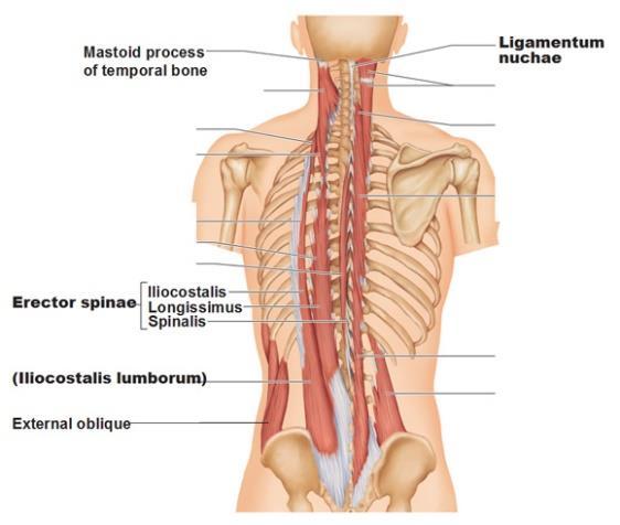 2. Erector Spinae: This includes longissimus, iliocostalis and spinalis muscles a. Client position: Prone b.