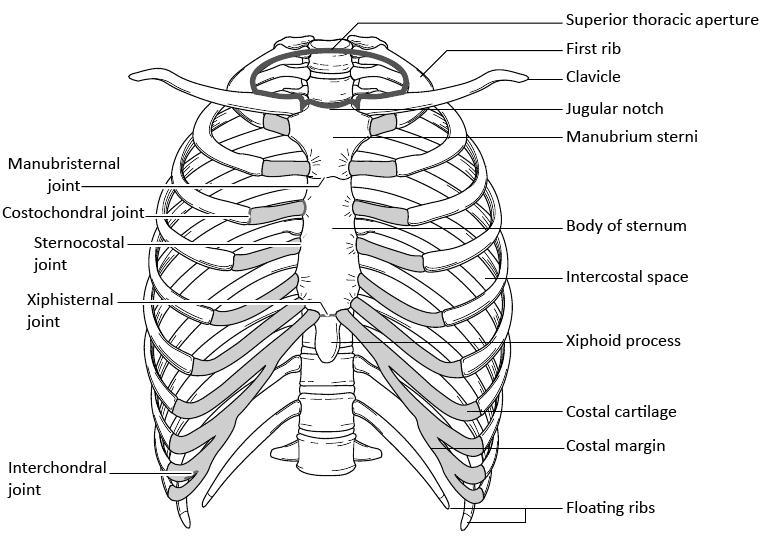 THE THORACIC CAGE The thoracic cage consists of the sternum anteriorly, the twelve thoracic vertebrae and their intervertebral discs posteriorly and the twelve pairs of ribs on the sides [Figure 1].