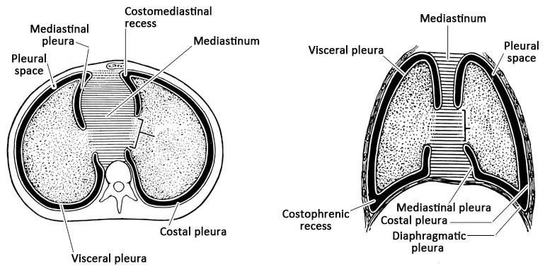 The mediastinal pleura covers the mediastinal structures on each side of the mediastinum. It continues superiorly into the root of the neck as cervical pleura.