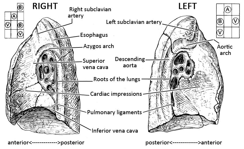 25 FIGURE 18. THE MEDIASTINAL SURFACES OF THE LUNGS.