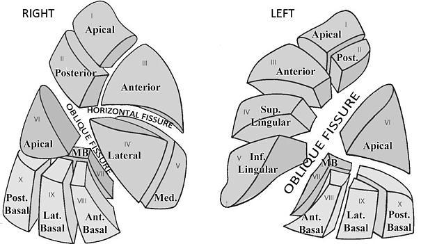 The left superior lobe is composed of 5 segments: apical, anterior, posterior, superior lingular and inferior lingular.