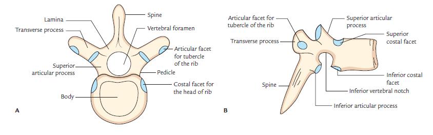 The 10 th rib has one articular facet on its head for articulation with T10 vertebra only. The 11 th and 12 th ribs each has one facet on the head for the corresponding vertebra.