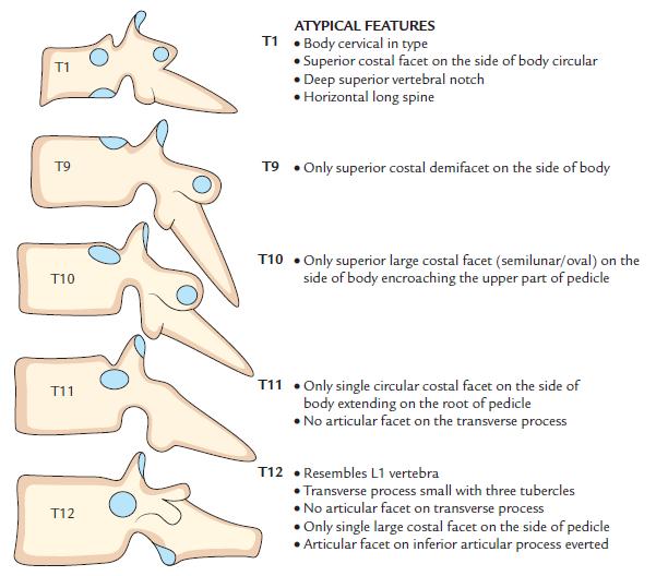 The 1 st, 9 th, 10 th, 11 th and 12 th vertebrae are atypical as shown in the diagram below. Figure 6. Features of the atypical thoracic vertebrae.