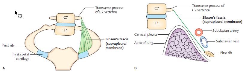 Attachment (A) and relations (B) of the suprapleural membrane. The Inferior Thoracic Aperture and Diaphragm The inferior thoracic aperture is directed anteroinferiorly.
