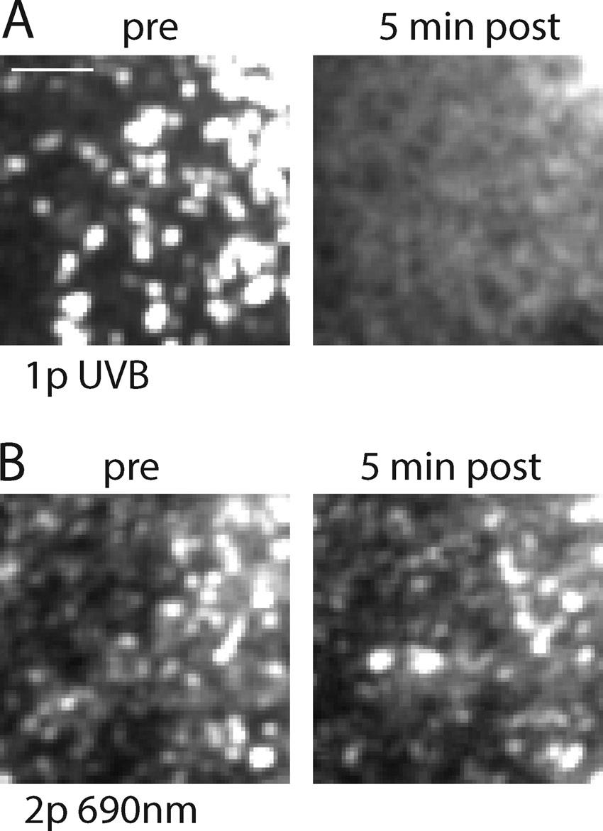 Figure S3. UVR8 is not photoexcited by 690-nm pulsed illumination. (A) COS7 cells expressing VSVG-YFP-2 UVR8, which forms clusters in the ER, were exposed to diffuse UV-B illumination (0.3 mw/cm 2 ).