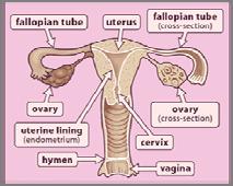 10. testicle/testes - \tes-ti-kuh-lz\ - These two organs produce hormones and sperm. (male) 11. urethra - \yoo-ree-thruh\ - The opening through which urine leaves the body. (both) 12.